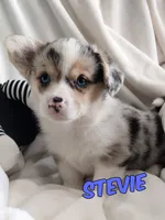 Stevie - American , a male Pembroke Welsh Corgi for sale in Apple Valley, CA – Photo 1 of 7