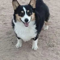 Stevie - Ready Now , a male Pembroke Welsh Corgi for sale in Apple Valley, CA – Photo 7 of 7