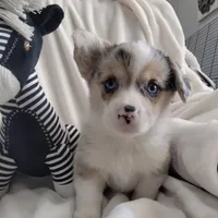 Stevie - Ready Now , a male Pembroke Welsh Corgi for sale in Apple Valley, CA – Photo 2 of 7