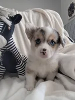 Stevie - American , a male Pembroke Welsh Corgi for sale in Apple Valley, CA – Photo 2 of 7