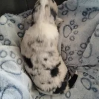 Stevie - Ready Now , a male Pembroke Welsh Corgi for sale in Apple Valley, CA – Photo 5 of 7