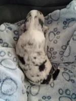 Stevie - American , a male Pembroke Welsh Corgi for sale in Apple Valley, CA – Photo 5 of 7