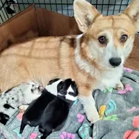 Stevie - Ready Now , a male Pembroke Welsh Corgi for sale in Apple Valley, CA – Photo 6 of 7