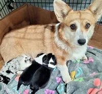 Stevie - American , a male Pembroke Welsh Corgi for sale in Apple Valley, CA – Photo 6 of 7
