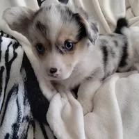 Stevie - Ready Now , a male Pembroke Welsh Corgi for sale in Apple Valley, CA – Photo 3 of 7