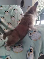 Blue collar, a male Pembroke Welsh Corgi for sale in Apple Valley, CA – Photo 4 of 7