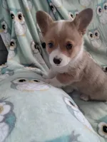 Blue collar, a male Pembroke Welsh Corgi for sale in Apple Valley, CA – Photo 2 of 7