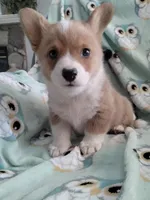 Blue collar, a male Pembroke Welsh Corgi for sale in Apple Valley, CA – Photo 5 of 7