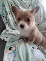 Blue collar, a male Pembroke Welsh Corgi for sale in Apple Valley, CA – Photo 3 of 7