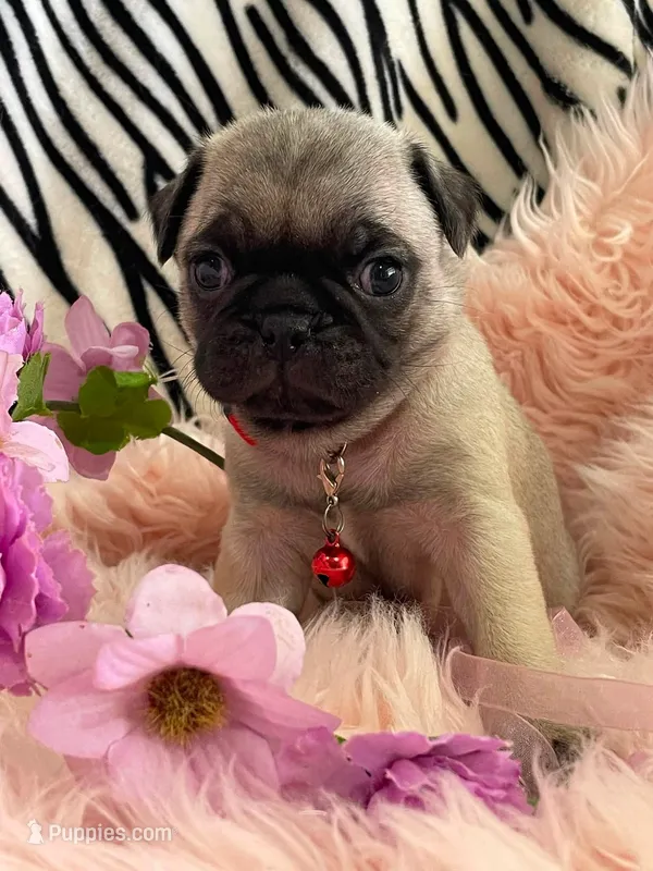 Piper  – Pug puppy for sale in Apple Valley, CA