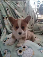 Grey collar, a male Pembroke Welsh Corgi for sale in Apple Valley, CA – Photo 3 of 6