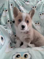 Grey collar, a male Pembroke Welsh Corgi for sale in Apple Valley, CA – Photo 2 of 6