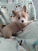 Grey collar, a male Pembroke Welsh Corgi for sale in Apple Valley, CA – Photo 4 of 6