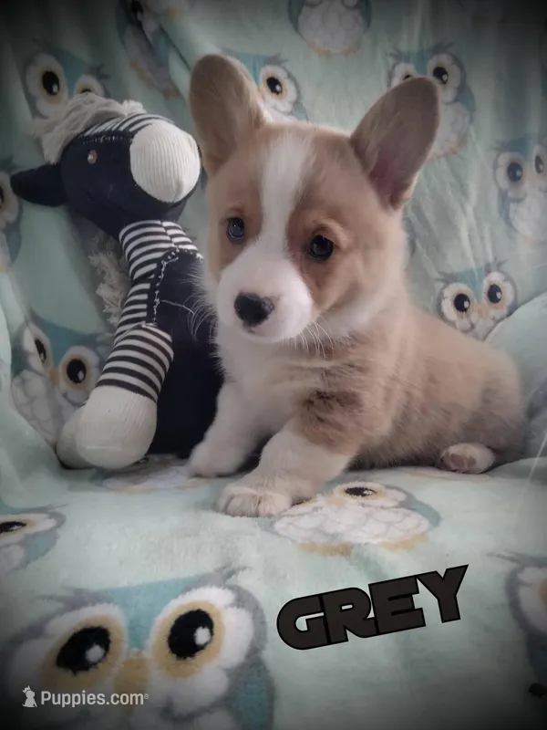 Grey collar – Pembroke Welsh Corgi puppy for sale in Apple Valley, CA