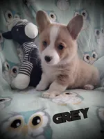 Grey collar, a male Pembroke Welsh Corgi for sale in Apple Valley, CA – Photo 1 of 6