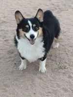 Grey collar, a male Pembroke Welsh Corgi for sale in Apple Valley, CA – Photo 6 of 6