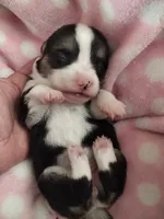 Stella, a female Pembroke Welsh Corgi for sale in Apple Valley, CA – Photo 6 of 10