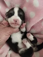 Stella, a female Pembroke Welsh Corgi for sale in Apple Valley, CA – Photo 7 of 10