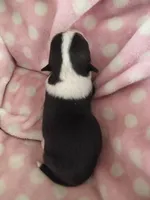 Stella, a female Pembroke Welsh Corgi for sale in Apple Valley, CA – Photo 8 of 10