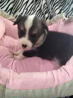 Stella, a female Pembroke Welsh Corgi for sale in Apple Valley, CA – Photo 2 of 10