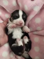 Stella, a female Pembroke Welsh Corgi for sale in Apple Valley, CA – Photo 5 of 10