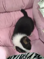 Stella, a female Pembroke Welsh Corgi for sale in Apple Valley, CA – Photo 4 of 10