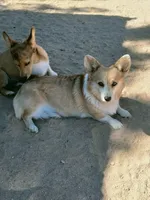 Stella, a female Pembroke Welsh Corgi for sale in Apple Valley, CA – Photo 9 of 10