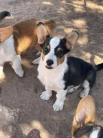 Chewy, a male Pembroke Welsh Corgi for sale in Apple Valley, CA – 3 of 6