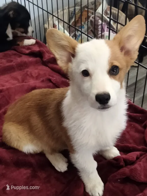 Baby Chloe – Pembroke Welsh Corgi puppy for sale in Apple Valley, CA