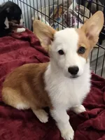 Baby Chloe, a female Pembroke Welsh Corgi for sale in Apple Valley, CA – 1 of 6