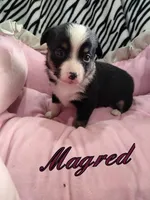 Magred - Auggie , a female Toy Australian Shepherd for sale in Apple Valley, CA – Photo 1 of 5