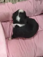 Magred - Auggie , a female Toy Australian Shepherd for sale in Apple Valley, CA – Photo 3 of 5