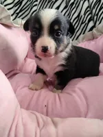 Magred - Auggie , a female Toy Australian Shepherd for sale in Apple Valley, CA – Photo 2 of 5