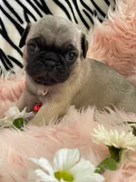 Piper , a female Pug for sale in Apple Valley, CA – 2 of 7