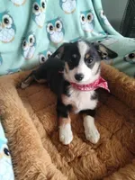 Blue - Auggie , a male Pembroke Welsh Corgi and Toy Australian Shepherd for sale in Apple Valley, CA – 3 of 6