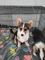 Stella, a female Cardigan Welsh Corgi and Pembroke Welsh Corgi for sale in Apple Valley, CA – 2 of 6