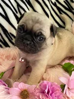 Penny , a female Pug for sale in Apple Valley, CA – 3 of 7