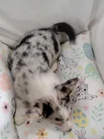 Stevie natural tail , a male Cardigan Welsh Corgi and Pembroke Welsh Corgi for sale in Apple Valley, CA – Photo 4 of 8