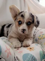 Stevie natural tail , a male Cardigan Welsh Corgi and Pembroke Welsh Corgi for sale in Apple Valley, CA – Photo 8 of 8