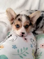 Stevie natural tail , a male Cardigan Welsh Corgi and Pembroke Welsh Corgi for sale in Apple Valley, CA – Photo 3 of 8