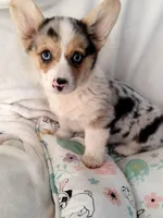 Stevie natural tail , a male Cardigan Welsh Corgi and Pembroke Welsh Corgi for sale in Apple Valley, CA – Photo 7 of 8