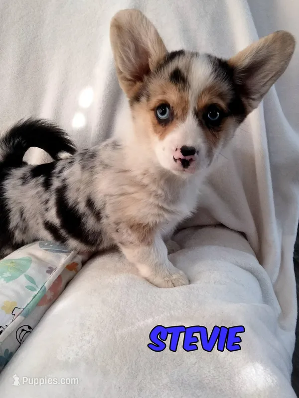 Stevie Price listed today Only  – Cardigan Welsh Corgi, Pembroke Welsh Corgi puppy for sale in Apple Valley, CA