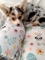 Stevie natural tail , a male Cardigan Welsh Corgi and Pembroke Welsh Corgi for sale in Apple Valley, CA – Photo 2 of 8