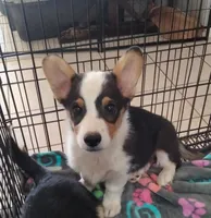 Chewy, a male Pembroke Welsh Corgi for sale in Apple Valley, CA – 3 of 5