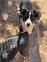 Bindy - Auggie, a female Pembroke Welsh Corgi and Toy Australian Shepherd for sale in Apple Valley, CA – 2 of 8