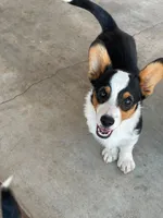 Chewy  Sale Day 6/27 ONLY , a male Pembroke Welsh Corgi for sale in Apple Valley, CA – 3 of 9