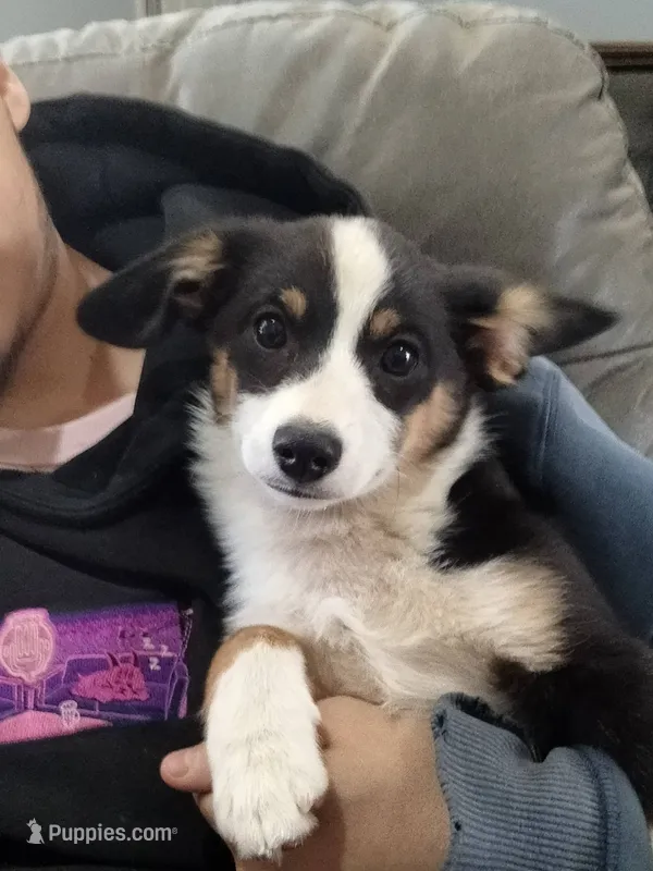 Blue - Auggie  – Pembroke Welsh Corgi, Toy Australian Shepherd puppy for sale in Apple Valley, CA