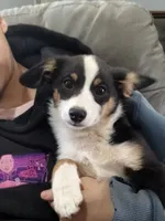 Blue - Auggie , a male Pembroke Welsh Corgi and Toy Australian Shepherd for sale in Apple Valley, CA – 1 of 6