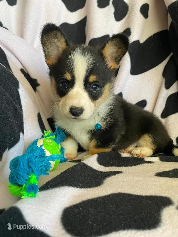 Nate  – Pembroke Welsh Corgi puppy for sale in Apple Valley, CA