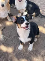 Blue - Auggie , a male Pembroke Welsh Corgi and Toy Australian Shepherd for sale in Apple Valley, CA – 4 of 7